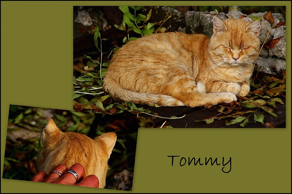 Neues von Tommy