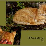 Neues von Tommy