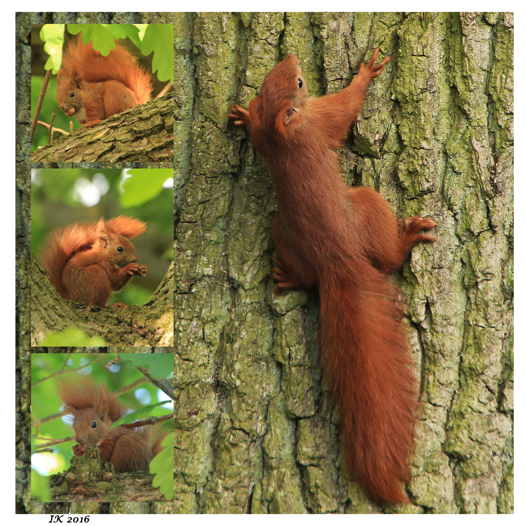 Neues von unseren Hörnchen