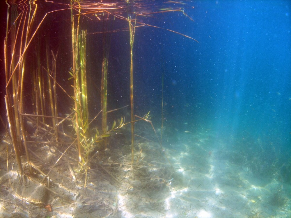 Neufeldersee Schilff Unterwasser Ansicht