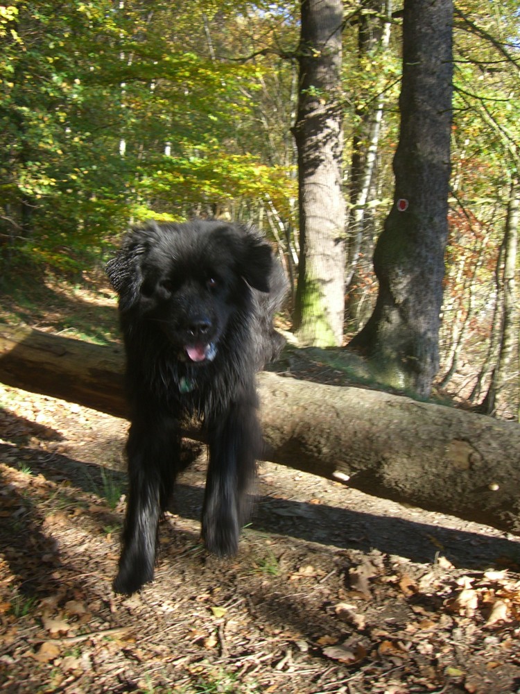 Neufundländer im Sprung