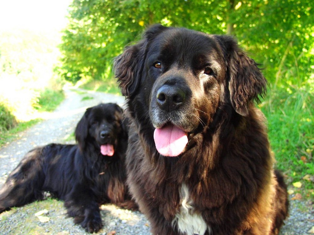 Neufundländer Shiva und Chewbacca