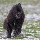 Neufundländer und Schnee