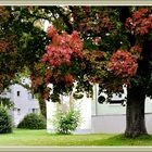 Neugablonzer Baum 