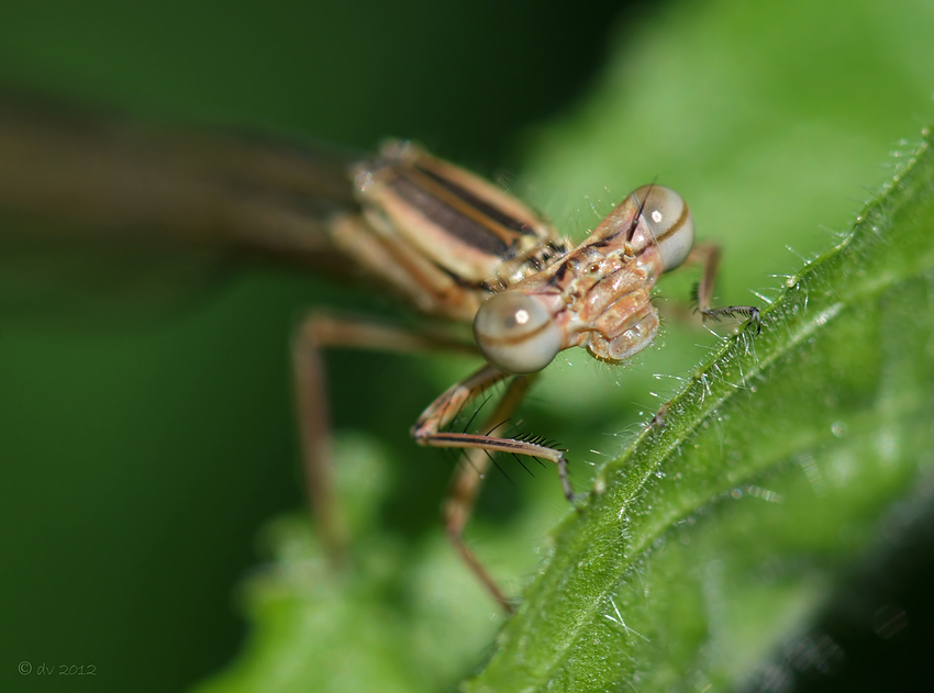 Neugeboren