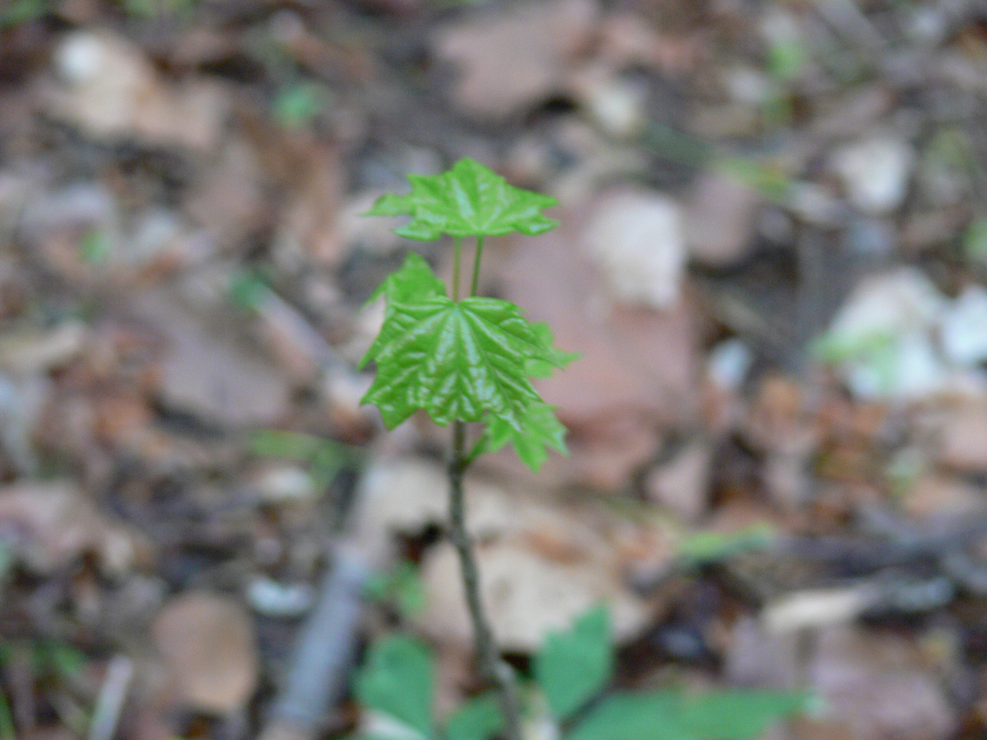 Neugeboren