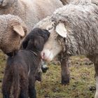 Neugeboren, Widmung an den Schäfer Thomas Stumm