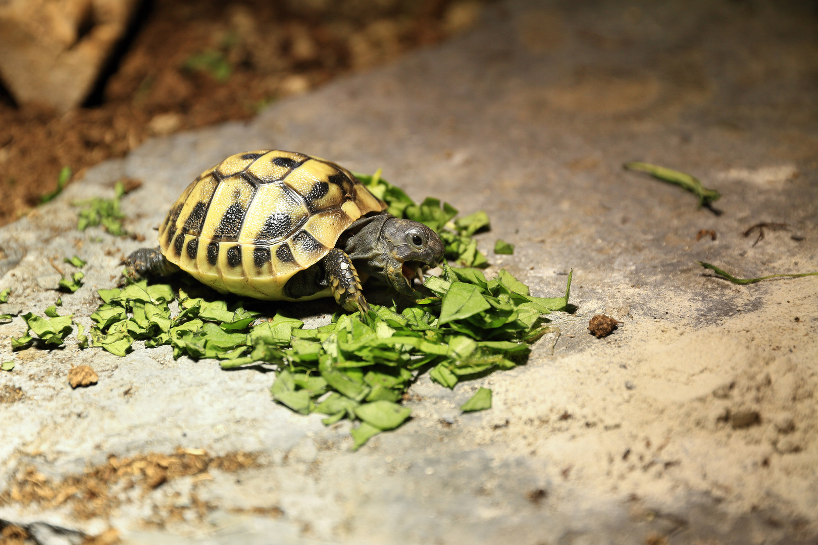 Neugeborene Landschildkröte 1