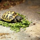 Neugeborene Landschildkröte 1