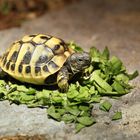 Neugeborene Landschildkröte 2