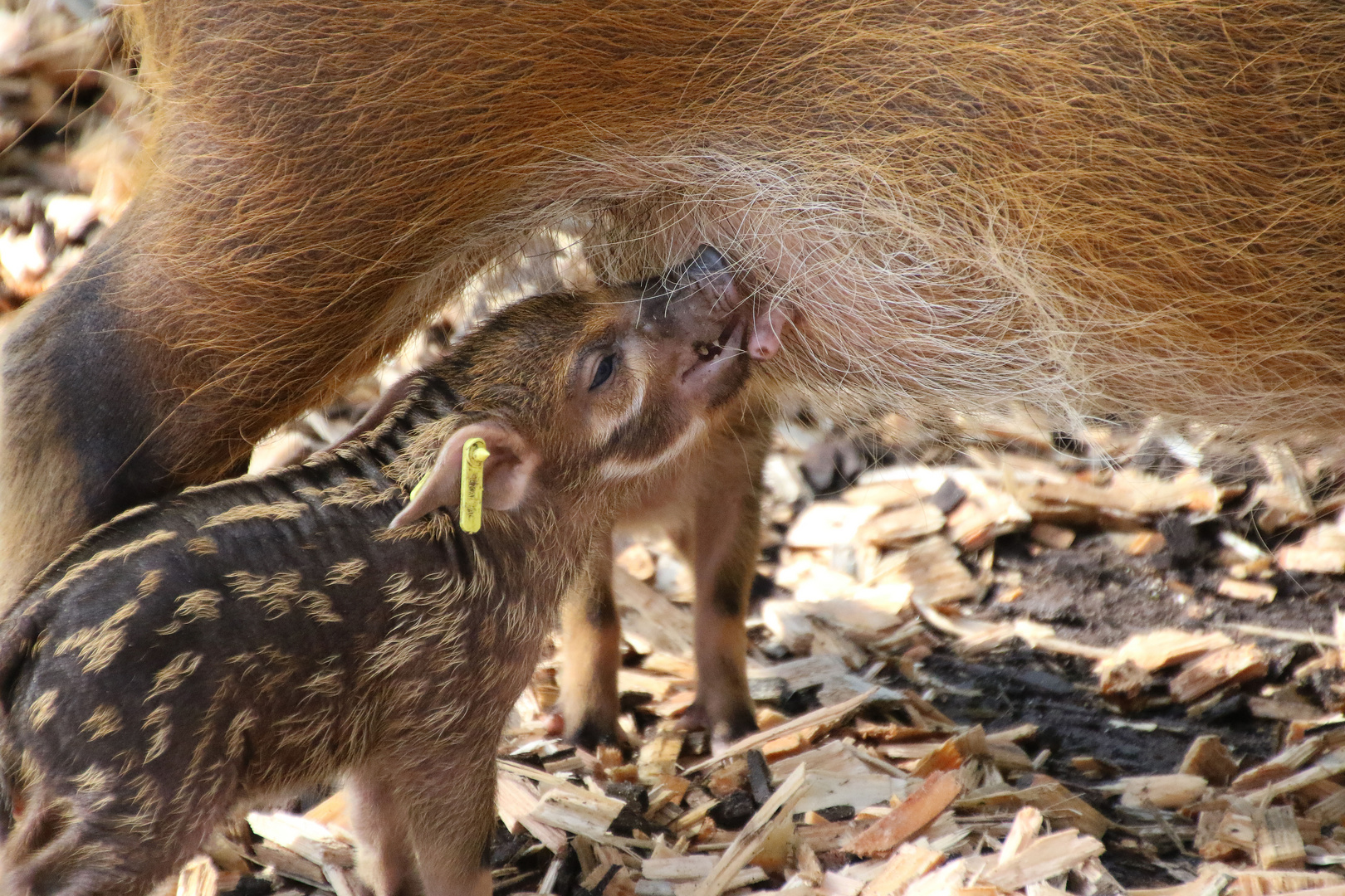 Neugeborene Pinselohrschweinchen  