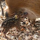 Neugeborene Pinselohrschweinchen  