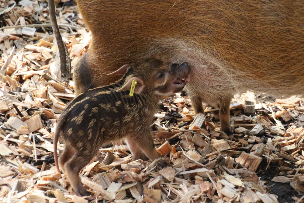 Neugeborene Pinselohrschweinchen  