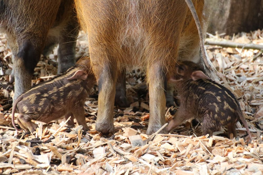 Neugeborene Pinselohrschweinchen  