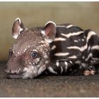 Neugeborener Flachlandtapir