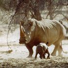 Neugeborenes Breitmaulnashorn - maximal eine Stunde alt. Teil 1