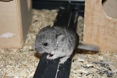 Neugeborenes Chinchilla