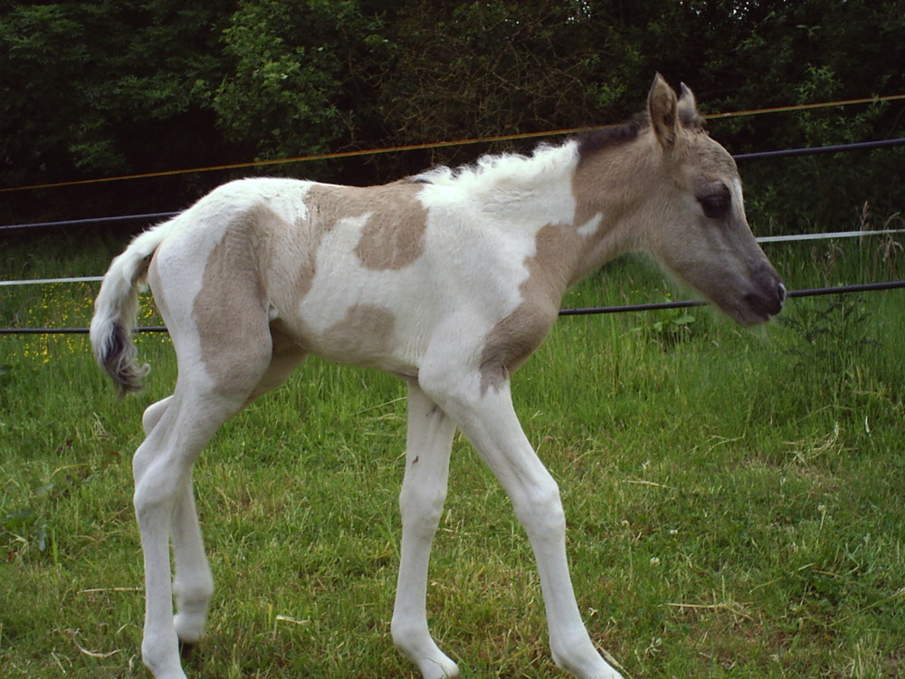 Neugeborenes Pinto Fohlen