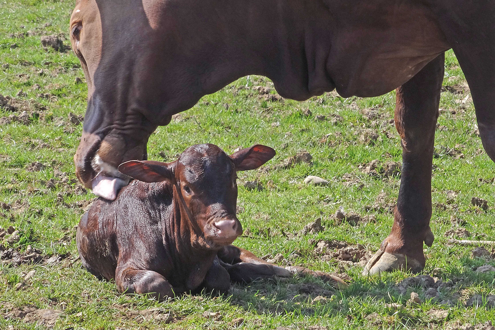 Neugeborenes Watussikalb im Zoo Neuwied