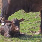 Neugeborenes Watussikalb im Zoo Neuwied