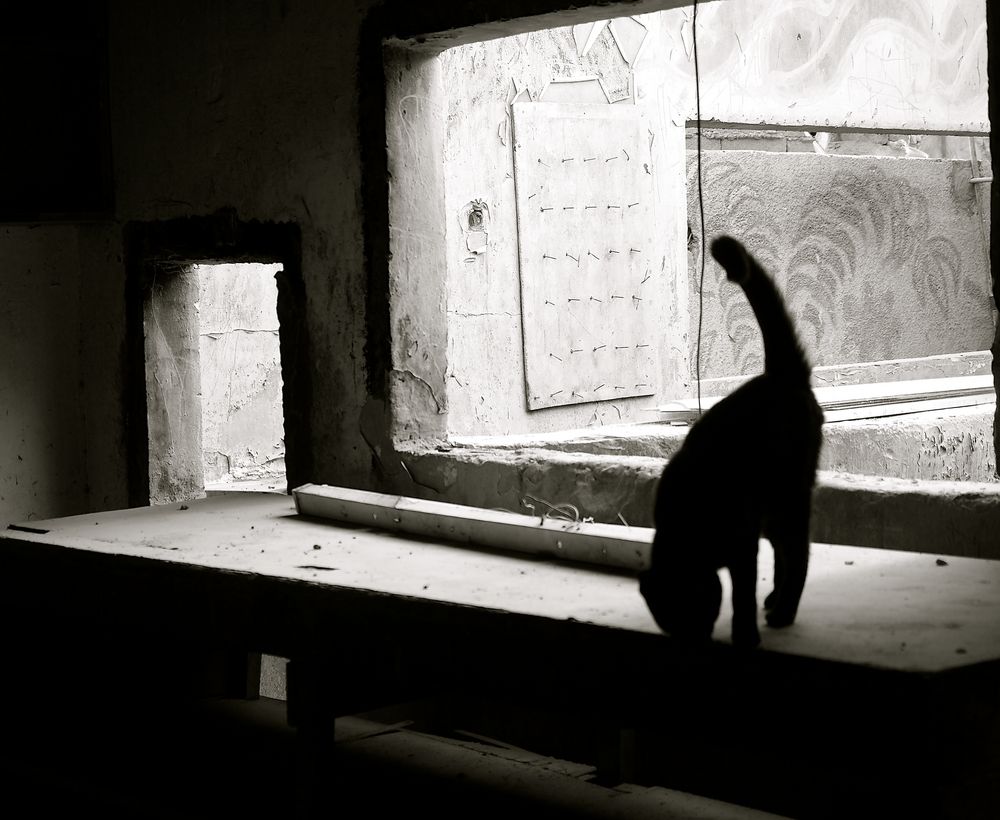 Neugier Foto & Bild | lost places, marodes, katze Bilder auf fotocommunity