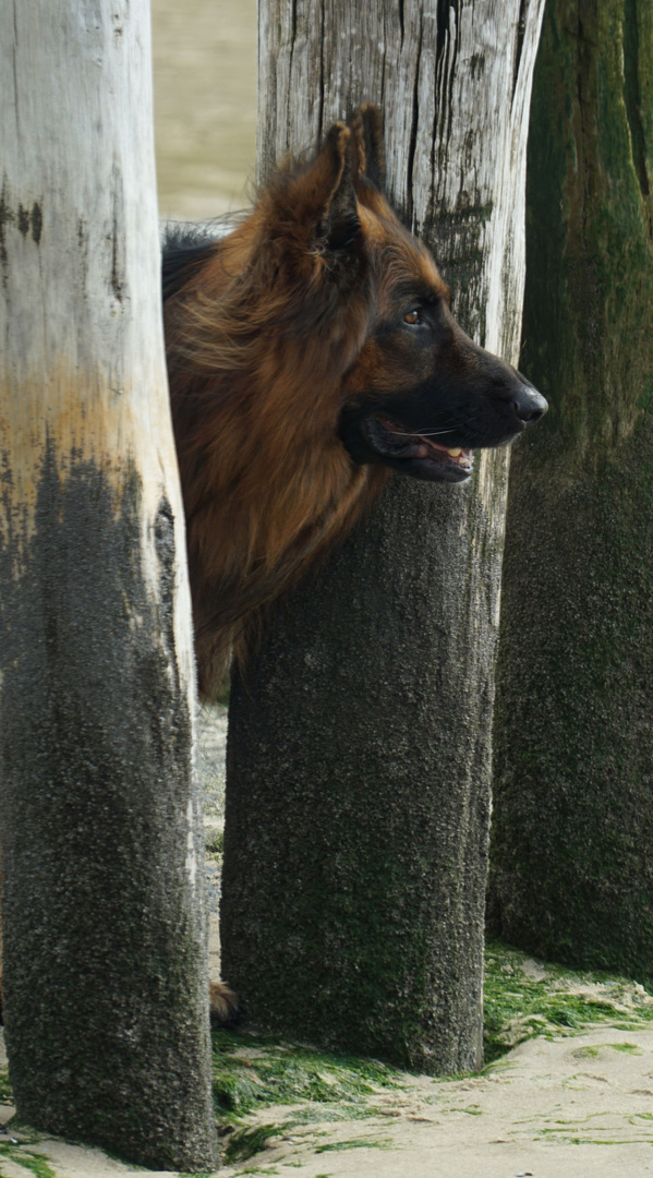 Neugier dein Name ist Schäferhund