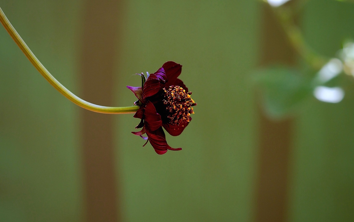 Neugier der Schokoladenblume