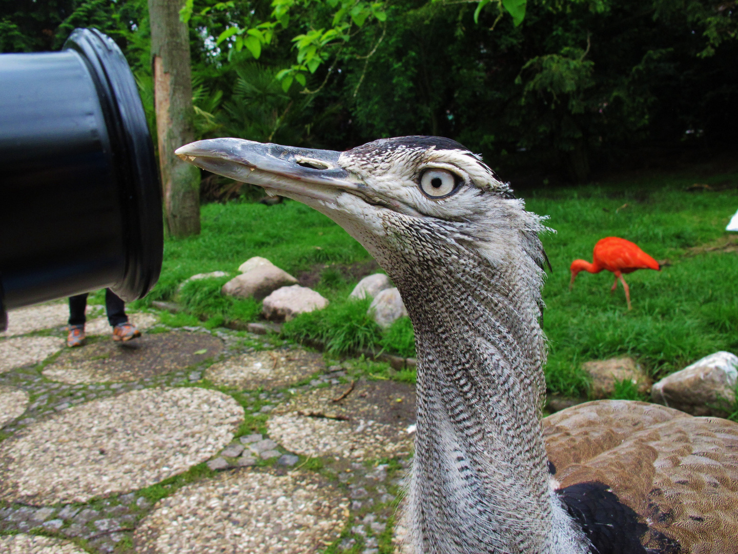 Neugier eines Vogels