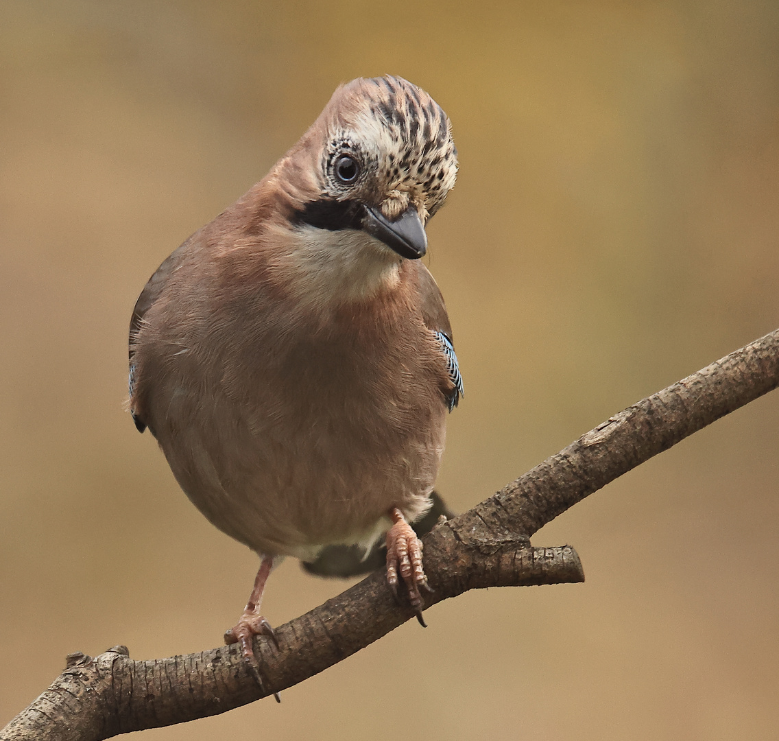 Neugier -- Garrulus glandarius oder Eichelhäher