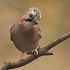 Neugier -- Garrulus glandarius oder Eichelhäher