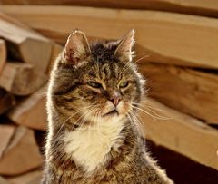 Neugier genügt.Unser alter Bonnykater sieht schon das nahende Wochenende.