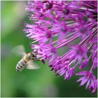 Neugier im Blumenbeet