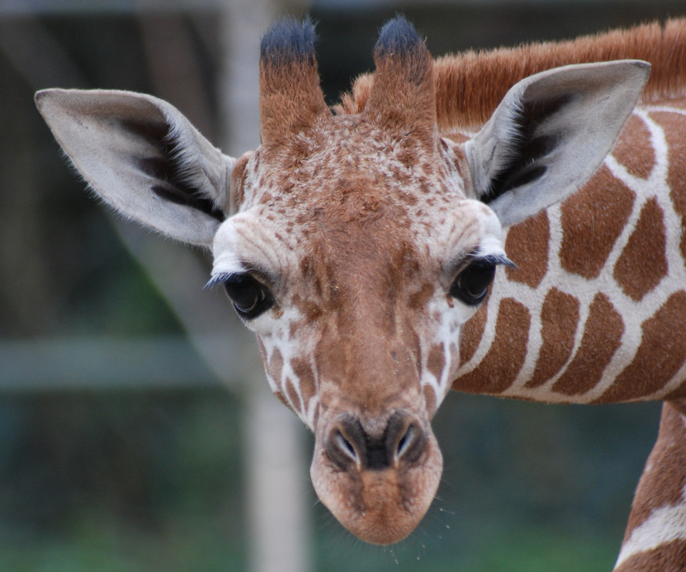 Neugier im Kölner Zoo