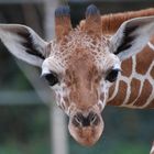 Neugier im Kölner Zoo