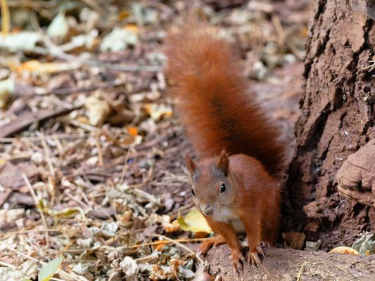 Neugier ist der Schlüssel zu kleinen Wundern.
