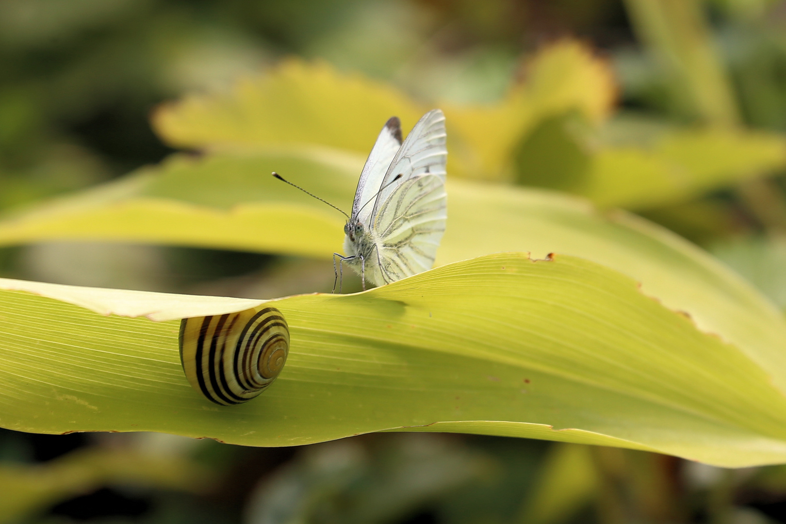 Neugier ist, wenn ein Schmetterling eine Schnecke trifft