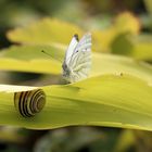 Neugier ist, wenn ein Schmetterling eine Schnecke trifft