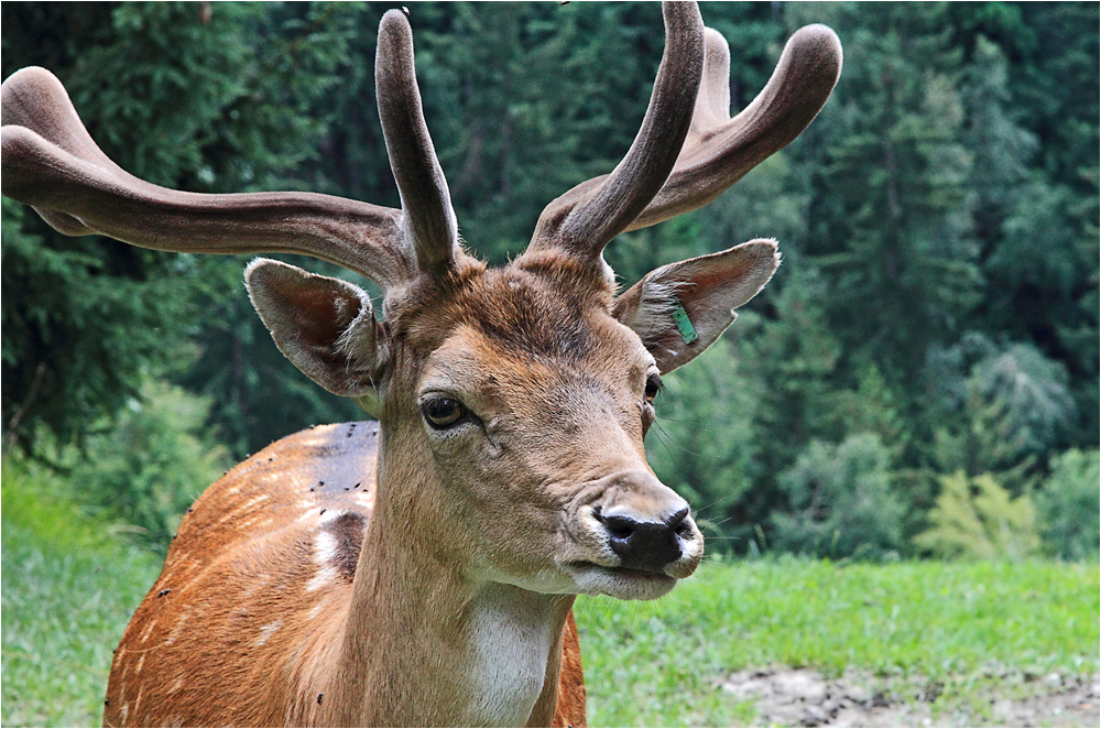 Neugier läßt diesen schönen jungen Hirsch nahe an den Zaun kommen