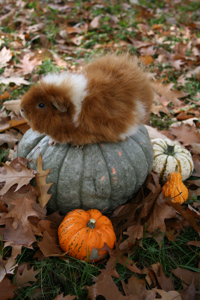 Neugierde auf den Herbst