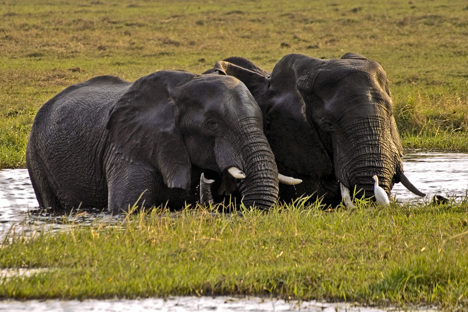 Neugierde - Elefanten im Chobe NP