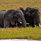 Neugierde - Elefanten im Chobe NP