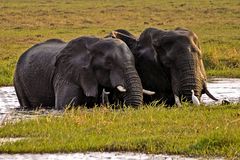 Neugierde - Elefanten im Chobe NP