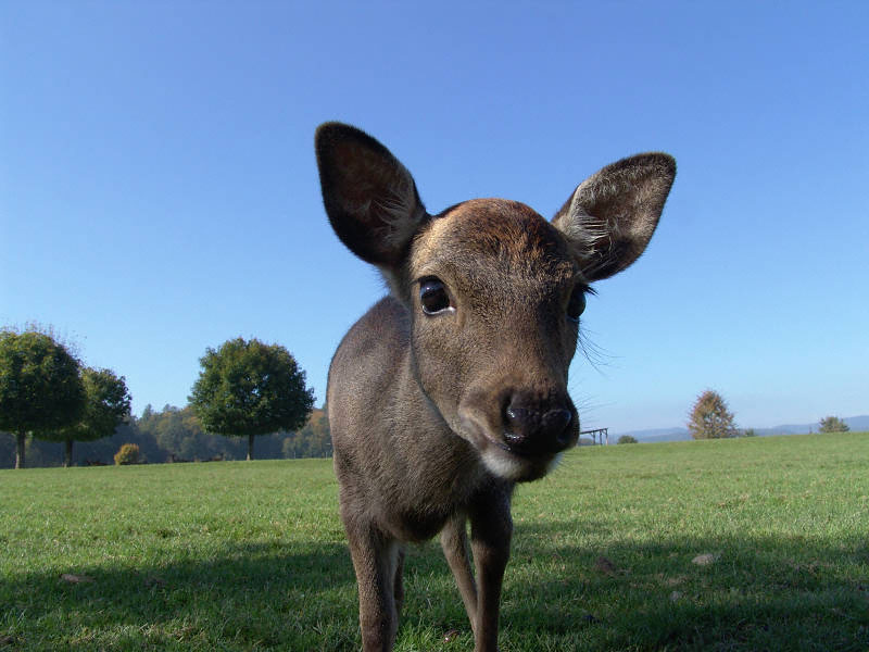 Neugierde