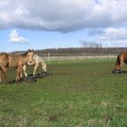 Neugierde geht teilweise vor fressen