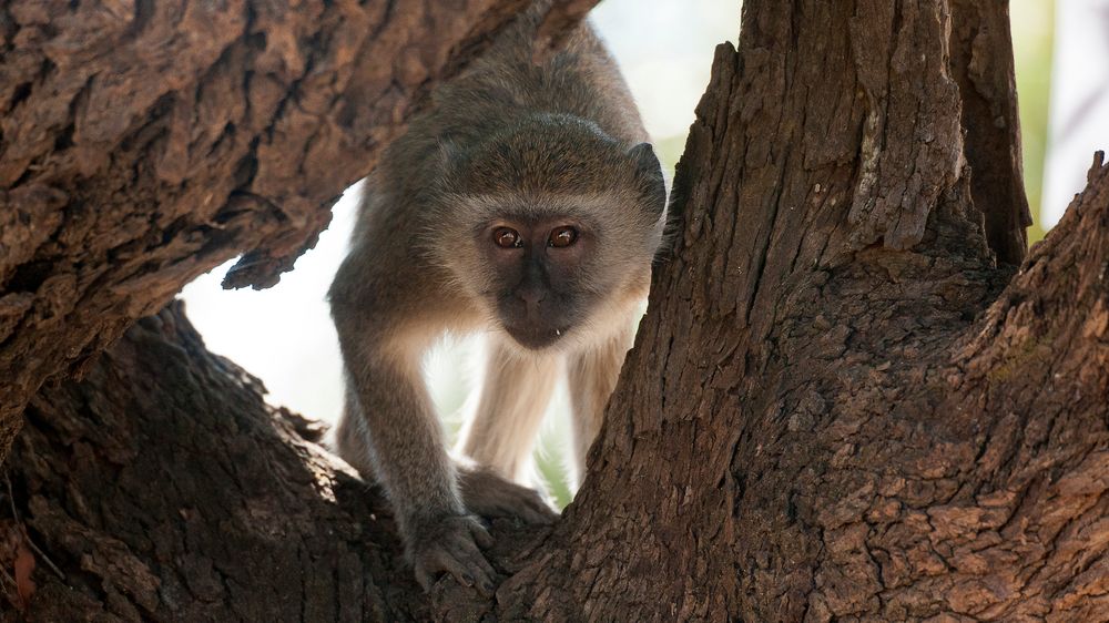 Neugierde / Grüne Meerkatze / Sambia / Kafue NP / 2013