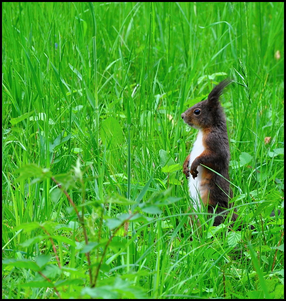 " Neugierde " ist mein Name.....