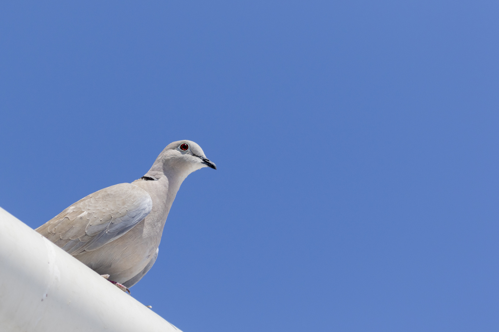 Neugierieger Besuch.....