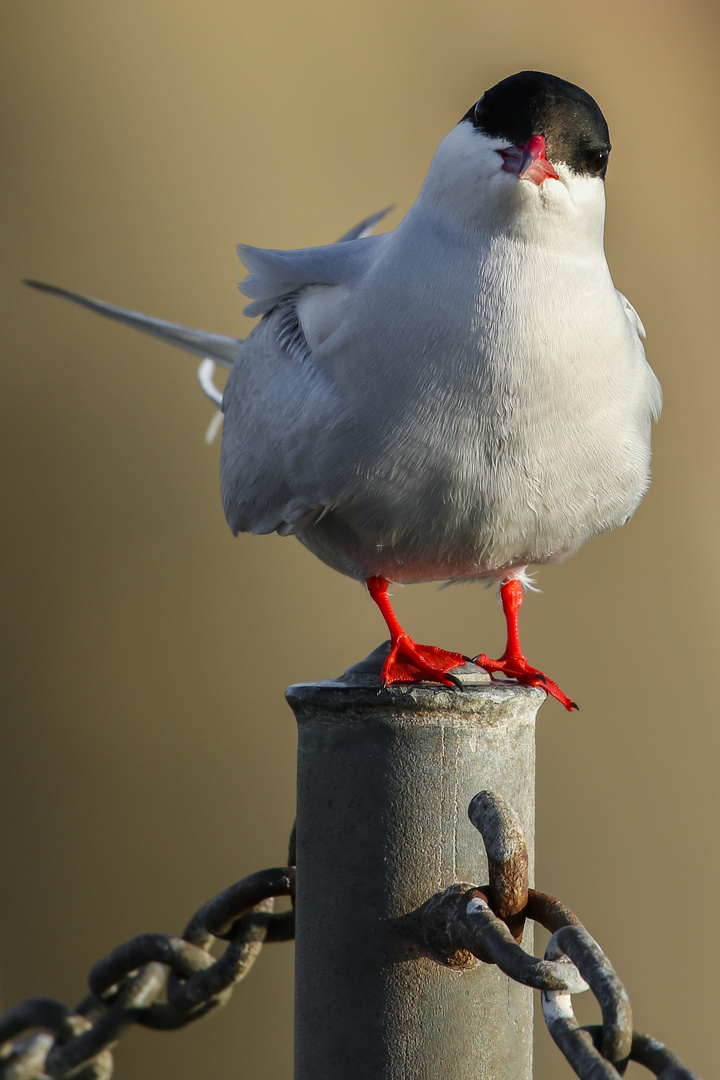 Neugierig