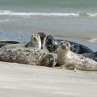 Neugierig am Strand von Helgoland ...