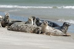 Neugierig am Strand von Helgoland ...